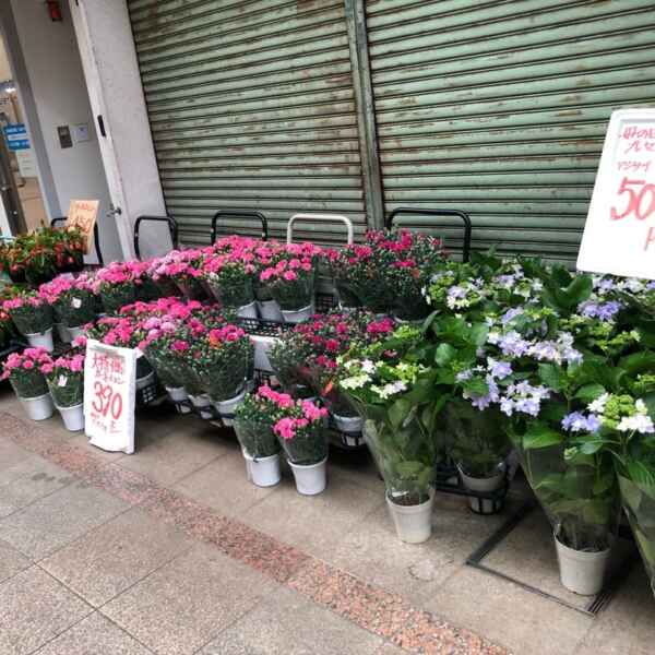 母の日プレゼントにどうぞ(o^^o)
