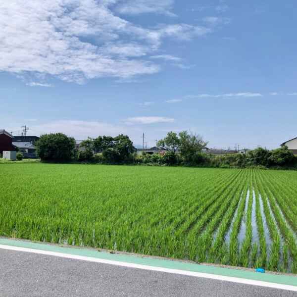 7月7日は奥田の蓮取り行事！