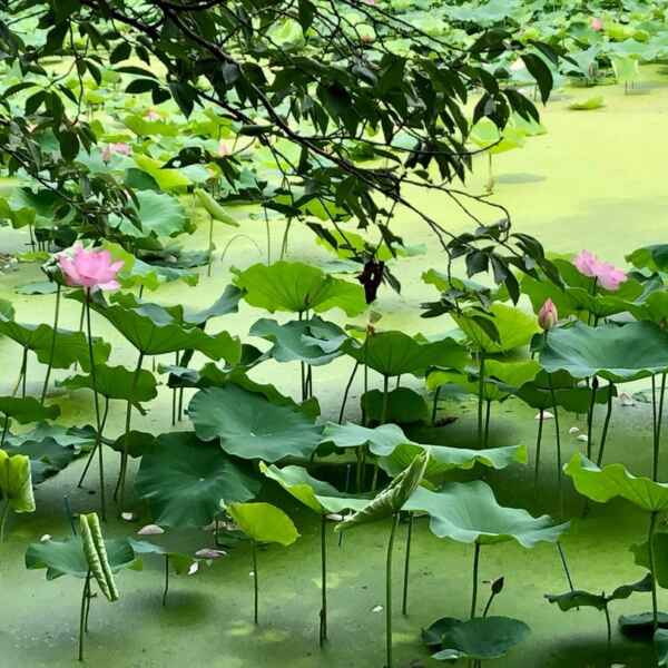 片塩七夕と奥田の蓮！明日は七夕
