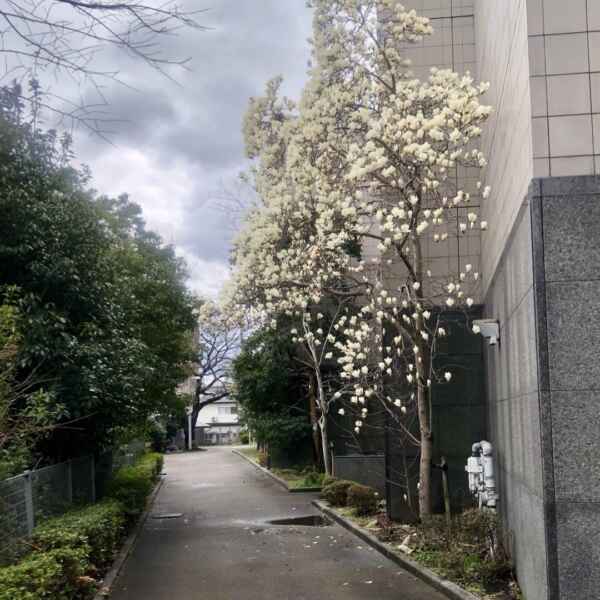 大相撲大阪場所！錣山部屋勝越し5人！